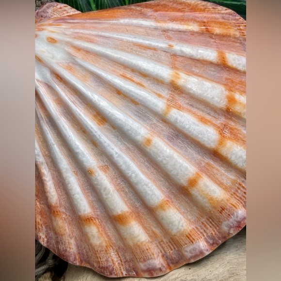 Large Polished Lions Paw Seashell Coral Purple Crafting Display Shell Collector - Picture 10 of 14